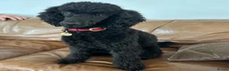 Miniature Poodle dogs for sale: Small Miniature Poodle Boys - Advert 2