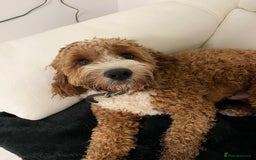 Cavapoo dogs for stud: Handsome Cavapoo Stud Dog 🐾  in Weston-super-Mare - Image 5