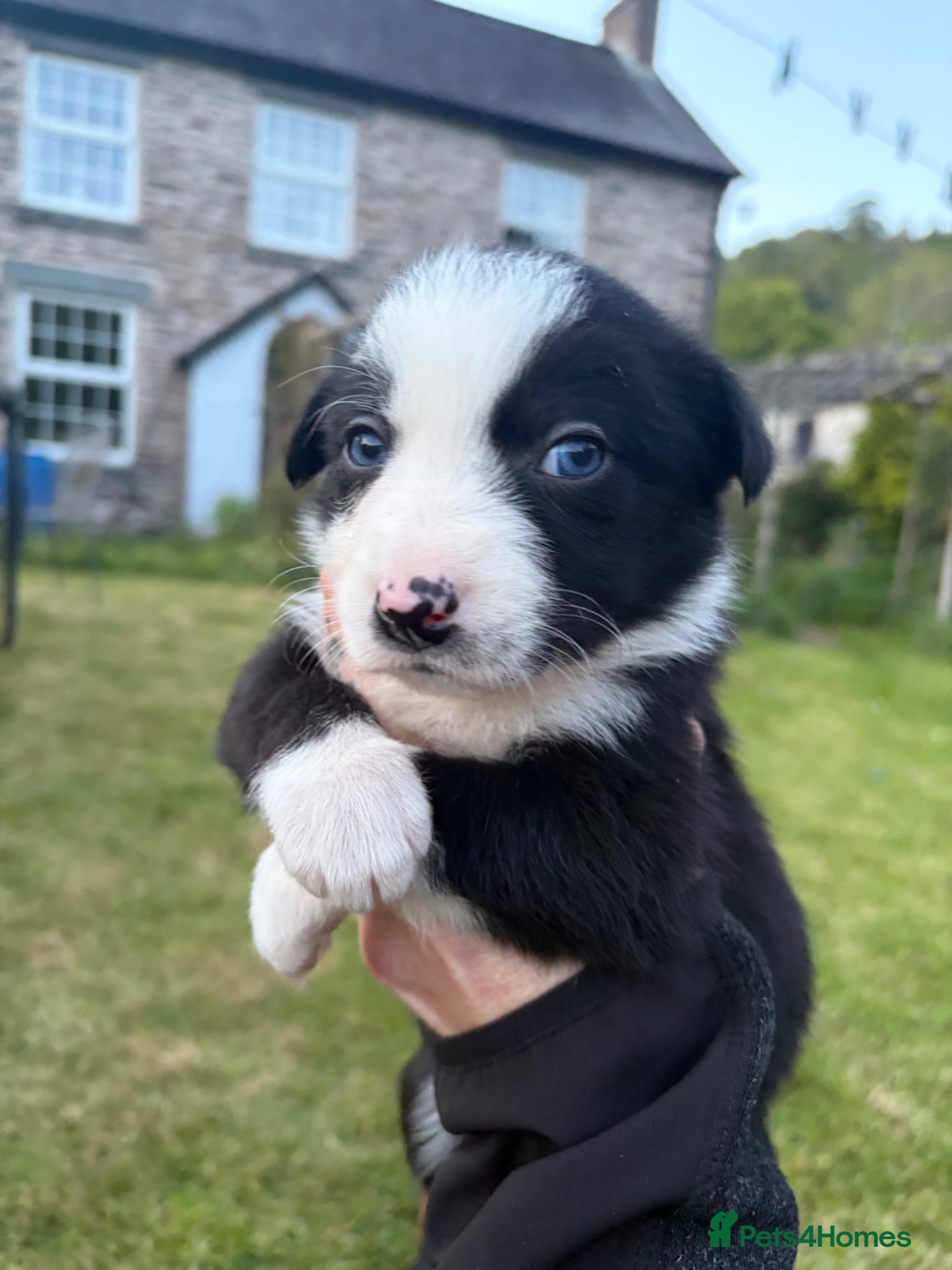 Border Collie dogs 10 border collie pups  - Advert 5