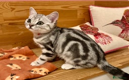 British Shorthair cats for sale: Silver Tabby BSH GCCF registered Kittens - Image 1