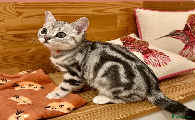 British Shorthair cats - Advert 1