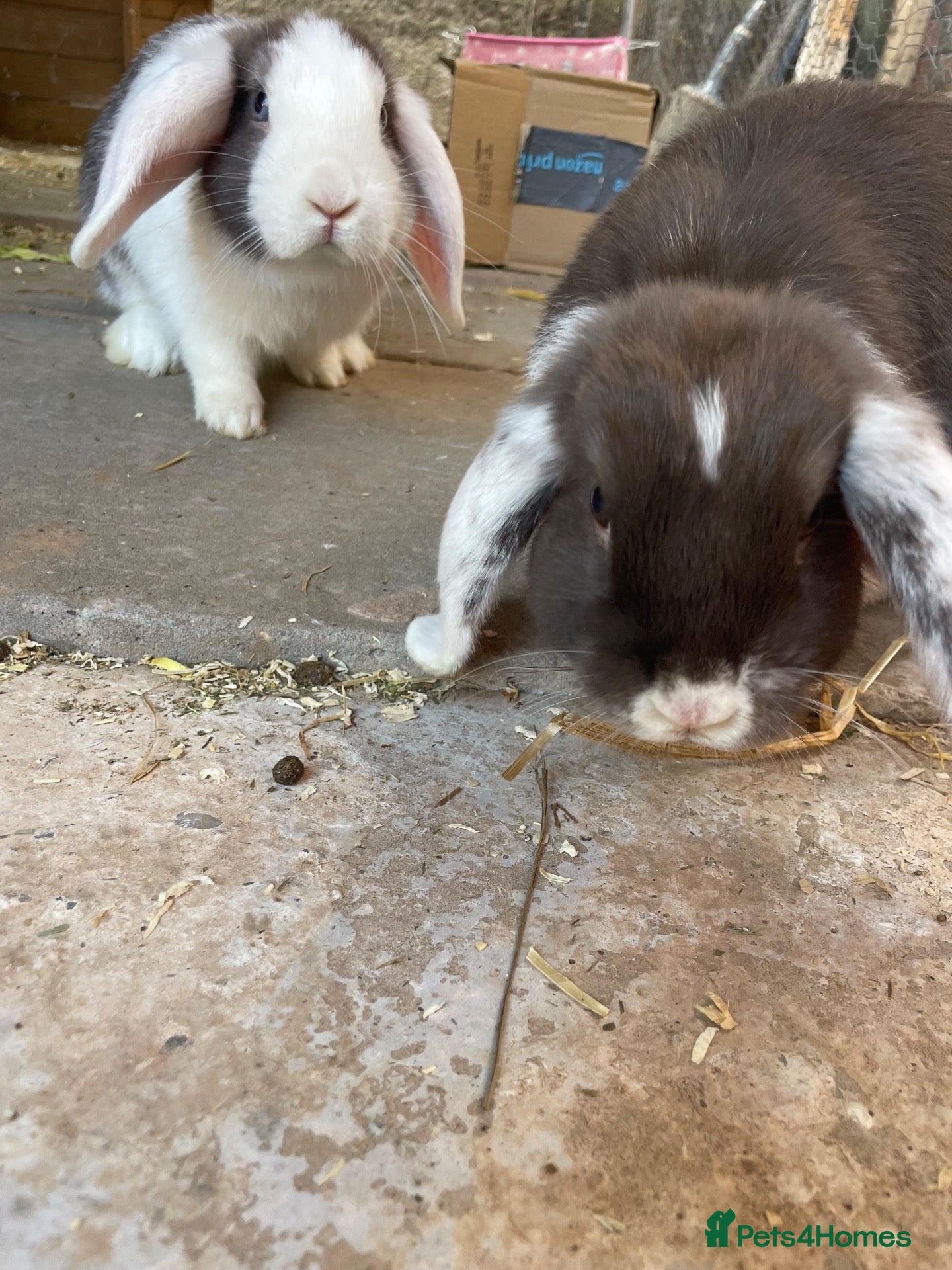 Mini Lop rabbits for sale: Rabbit pair  - Advert 2