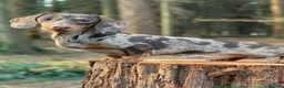 Miniature Dachshund dogs for sale: Stunning true mini kc dachshund puppies  - Advert 2