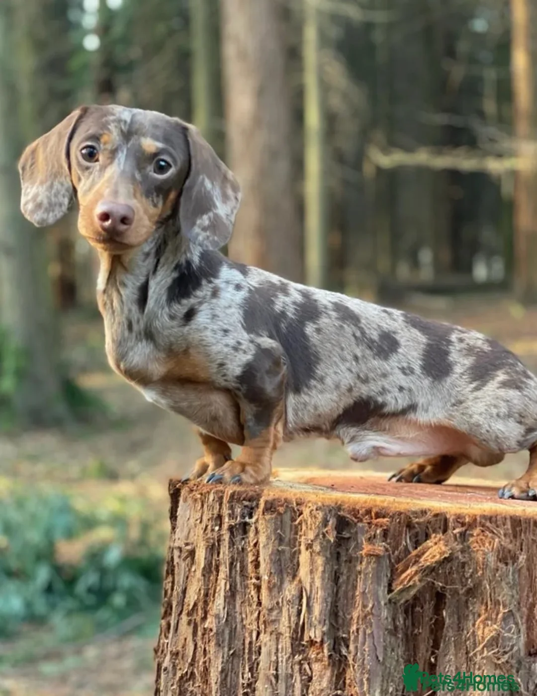Miniature Dachshund dogs for sale: Stunning true mini kc dachshund puppies  - Advert 2