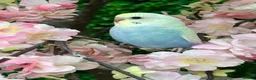 Budgerigars birds for sale: Lovely lutino pair in breeding condition and budgi - Advert 2