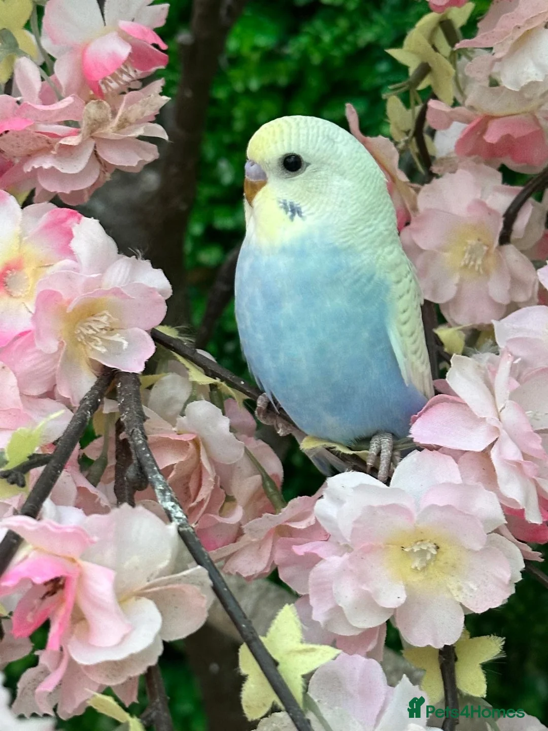 Budgerigars birds for sale: Lovely lutino pair in breeding condition and budgi - Advert 2