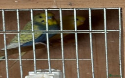 Budgerigars birds for sale: Breeding pairs with chicks - Image 4