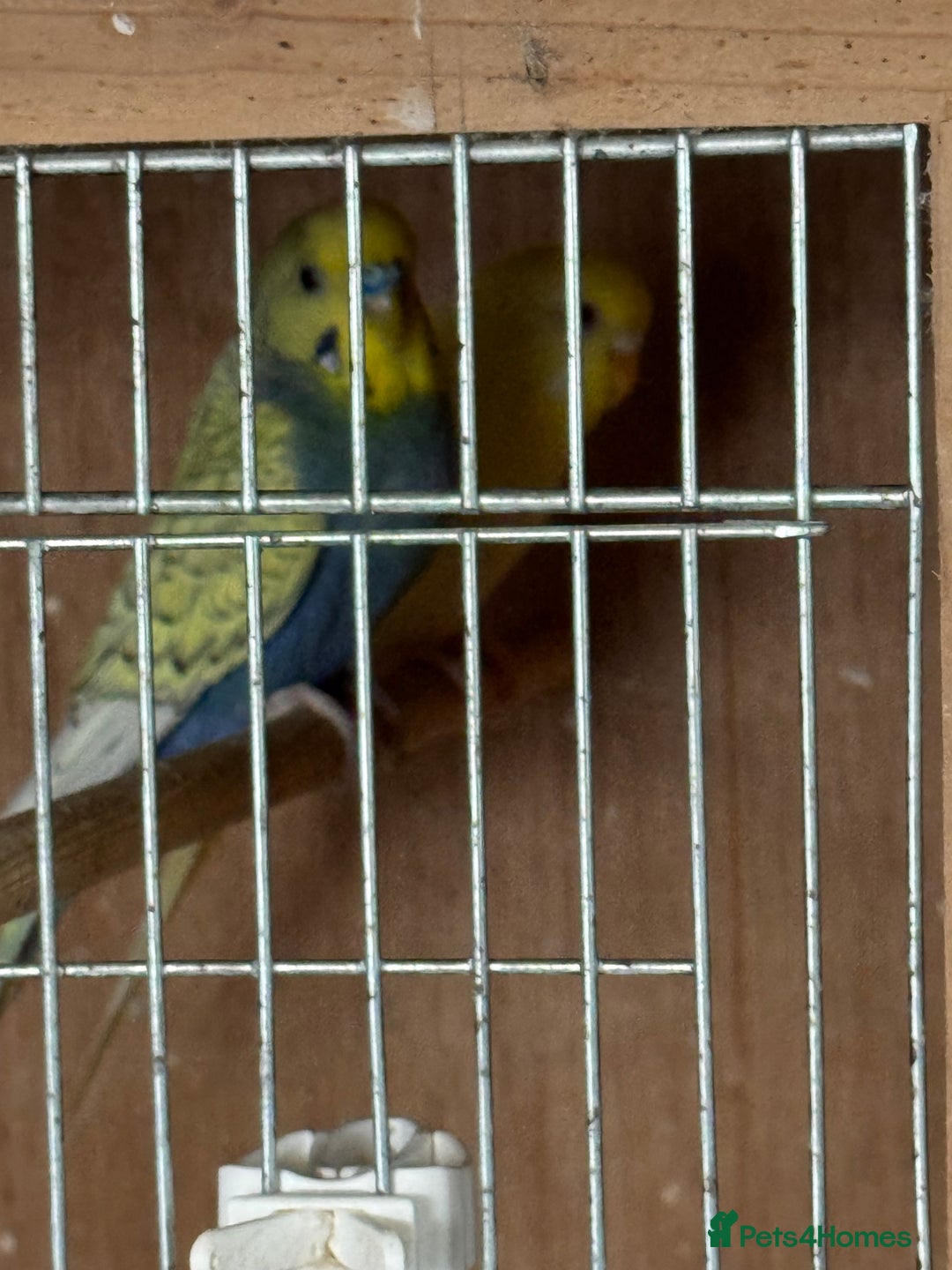 Budgerigars birds for sale: Breeding pairs with chicks - Image 4