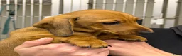 Dachshund dogs for sale: Beautiful miniature dachshund puppies - Advert 2