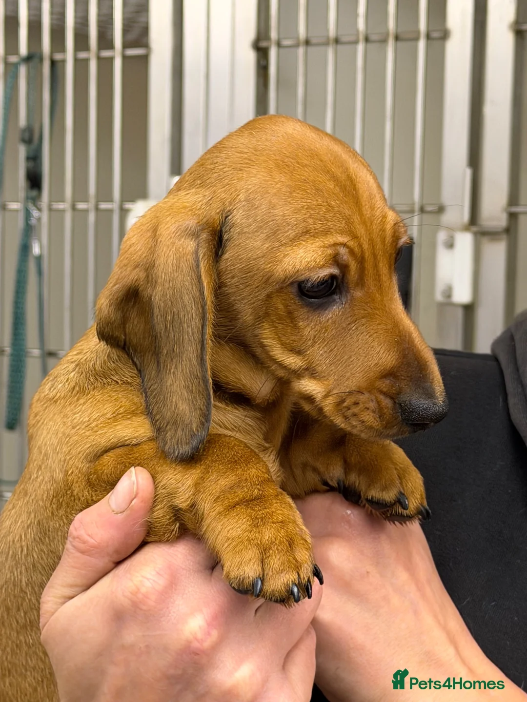 Dachshund dogs for sale: Beautiful miniature dachshund puppies - Advert 2