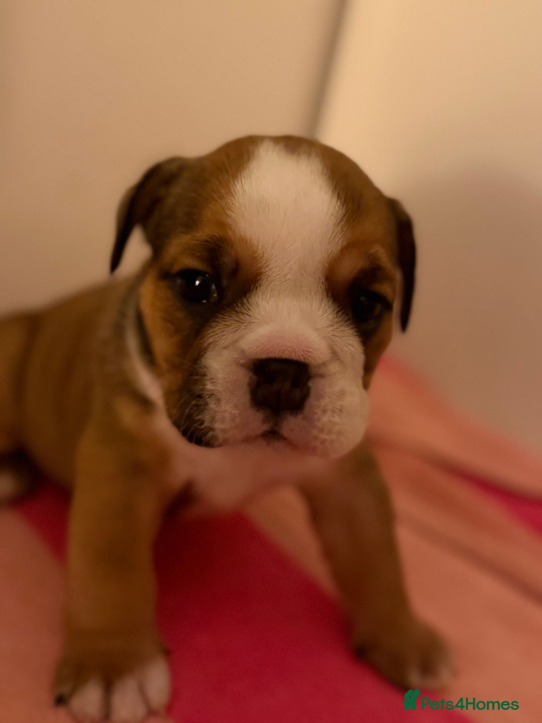 English Bulldog dogs for sale: Amazing British bulldogs  - Image 10