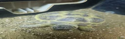 Tortoise reptiles for sale: Horsefield tortoises - Advert 2