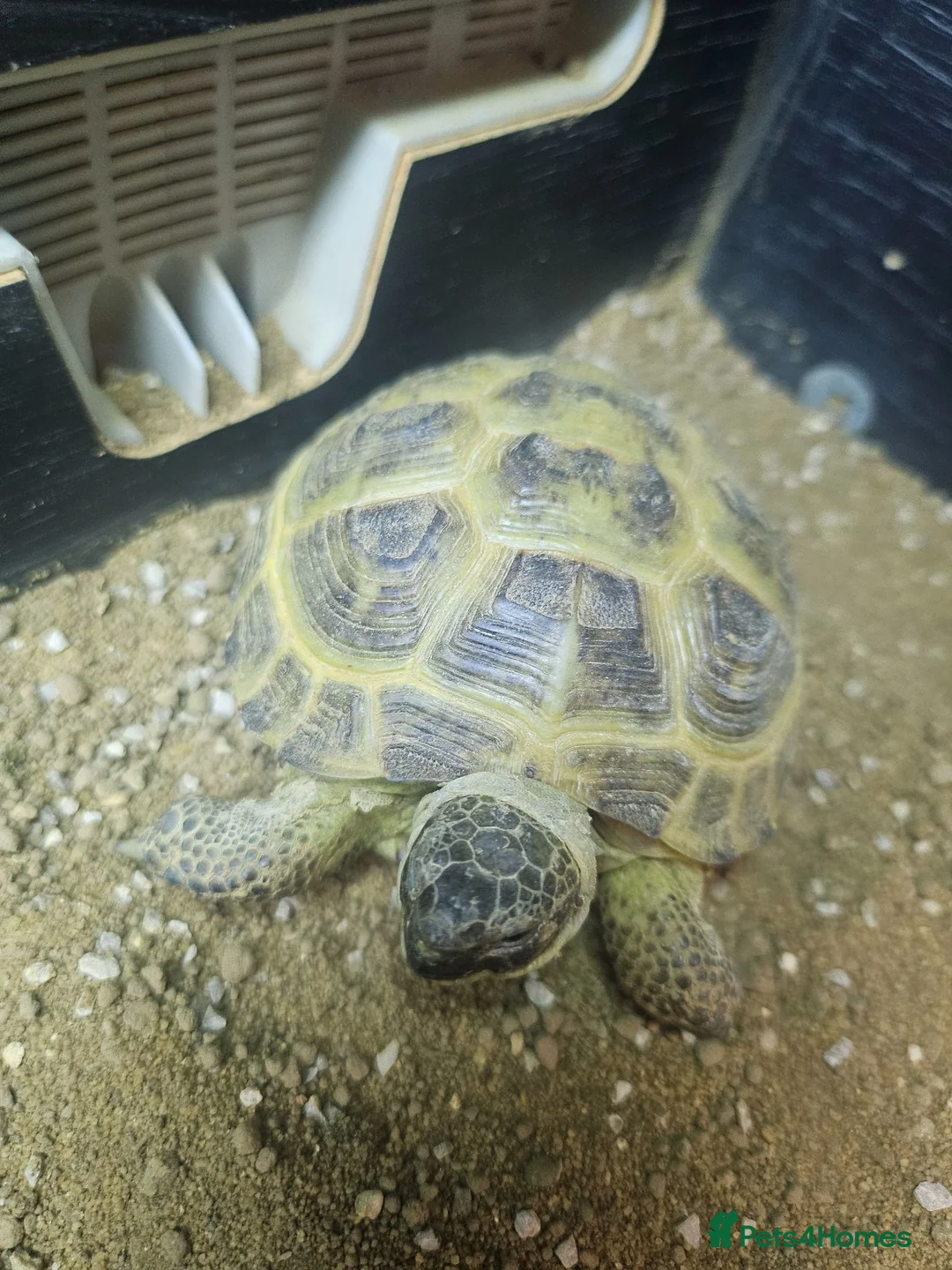 Tortoise reptiles for sale: Horsefield tortoises - Advert 2