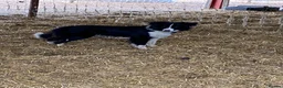Border Collie dogs for sale: 18 month old border collie  - Advert 4