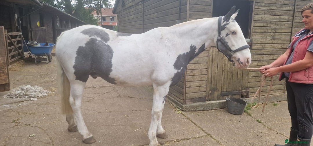 Other Breed horses for sale: hacking/hunting/fun ride home wanted  - Advert 6