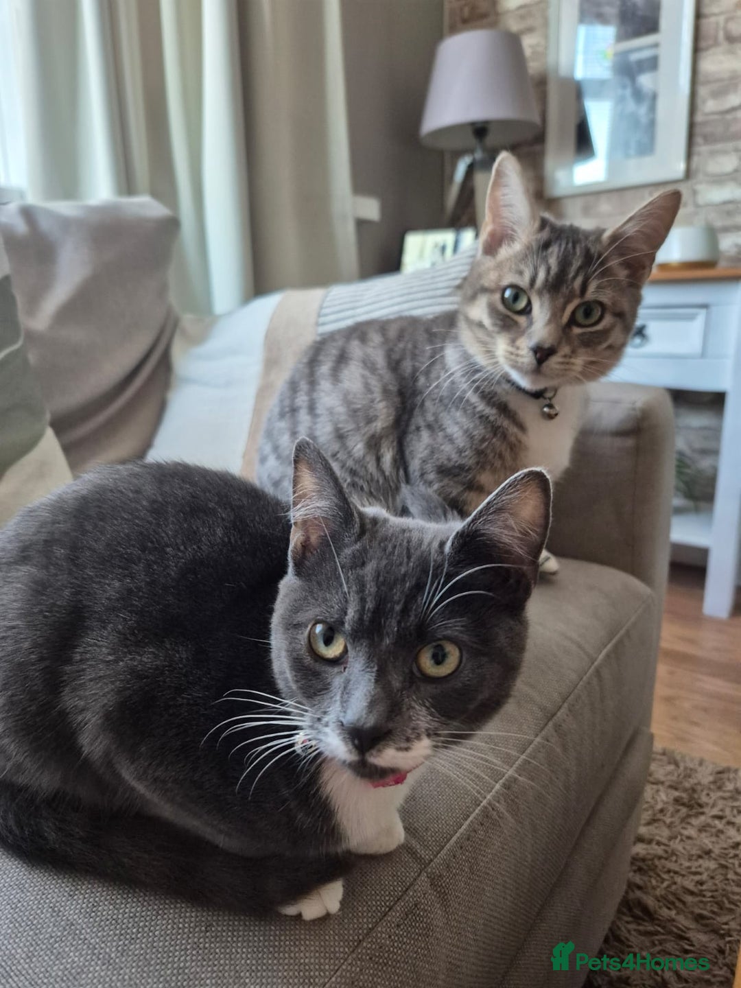 Mixed Breed cats for sale: 2 female mixed cats  - Image 1