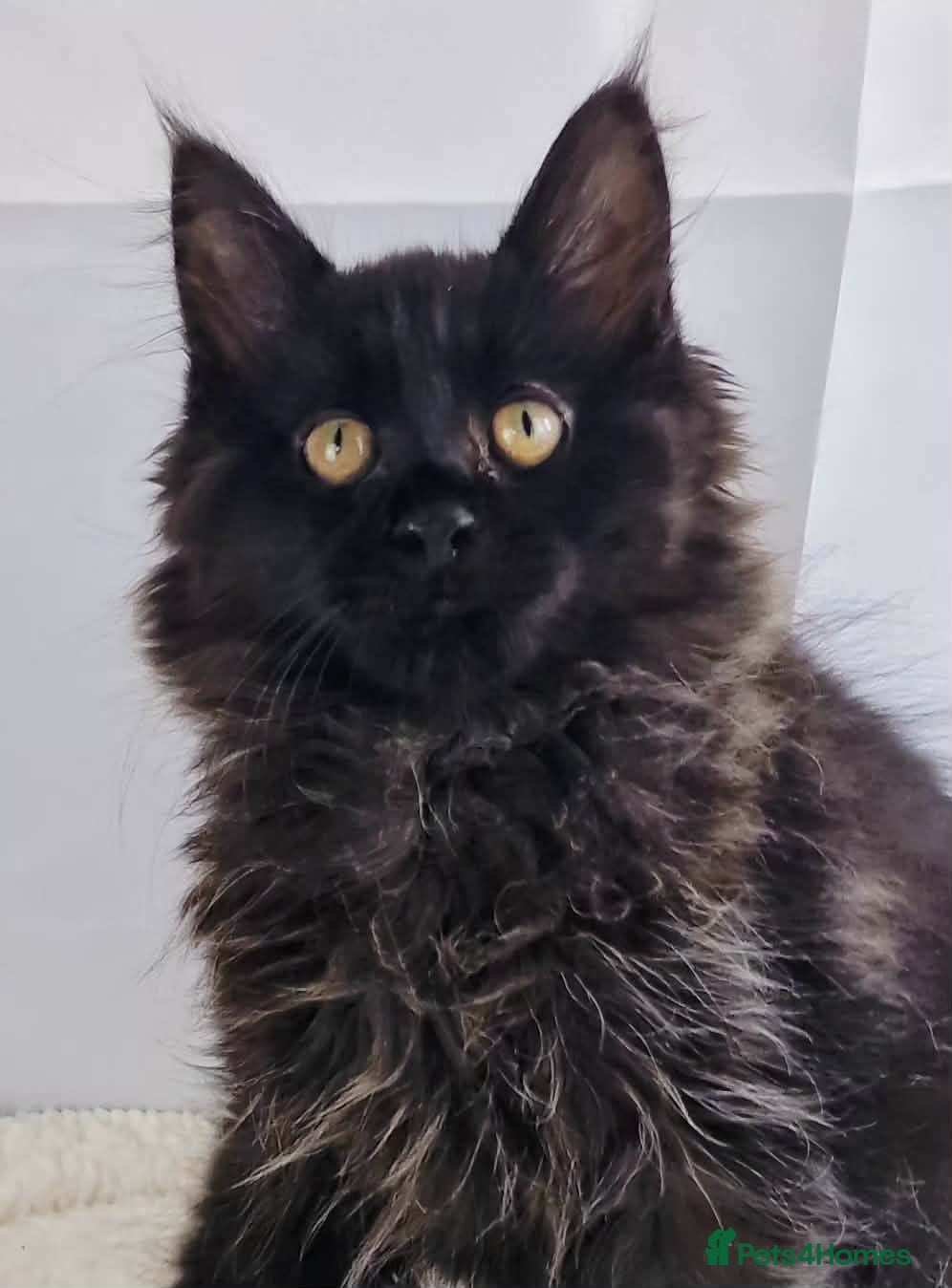 Maine Coon cats TICA registered Stunning Big boys - Advert 1