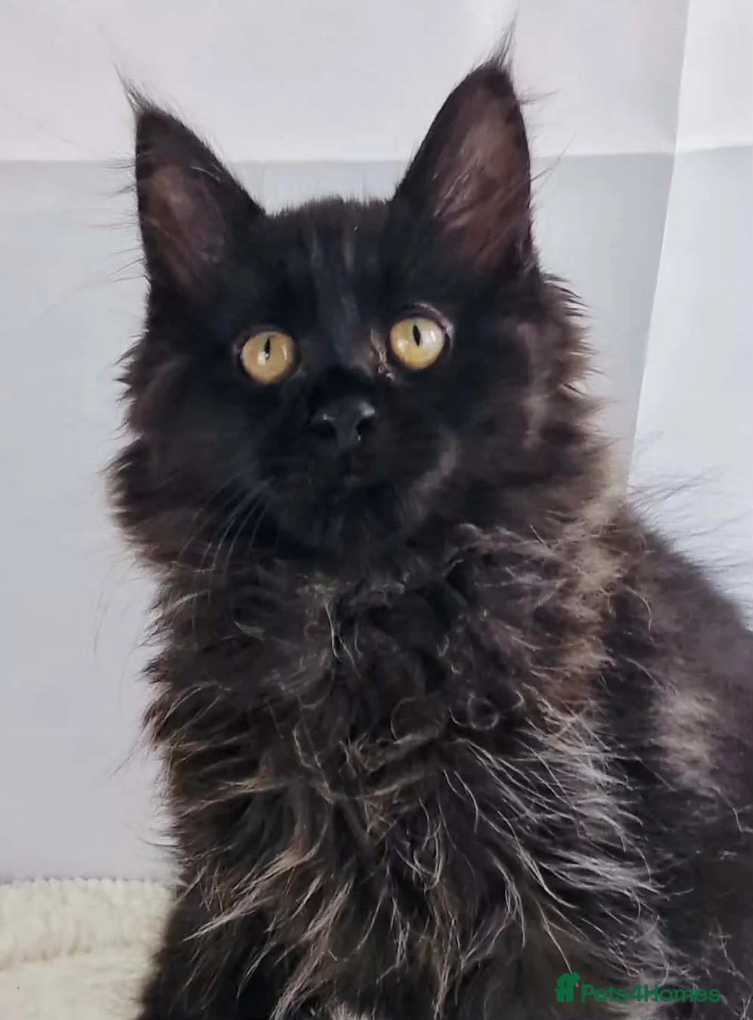 Maine Coon cats for sale: TICA registered Stunning Big boys - Advert 1