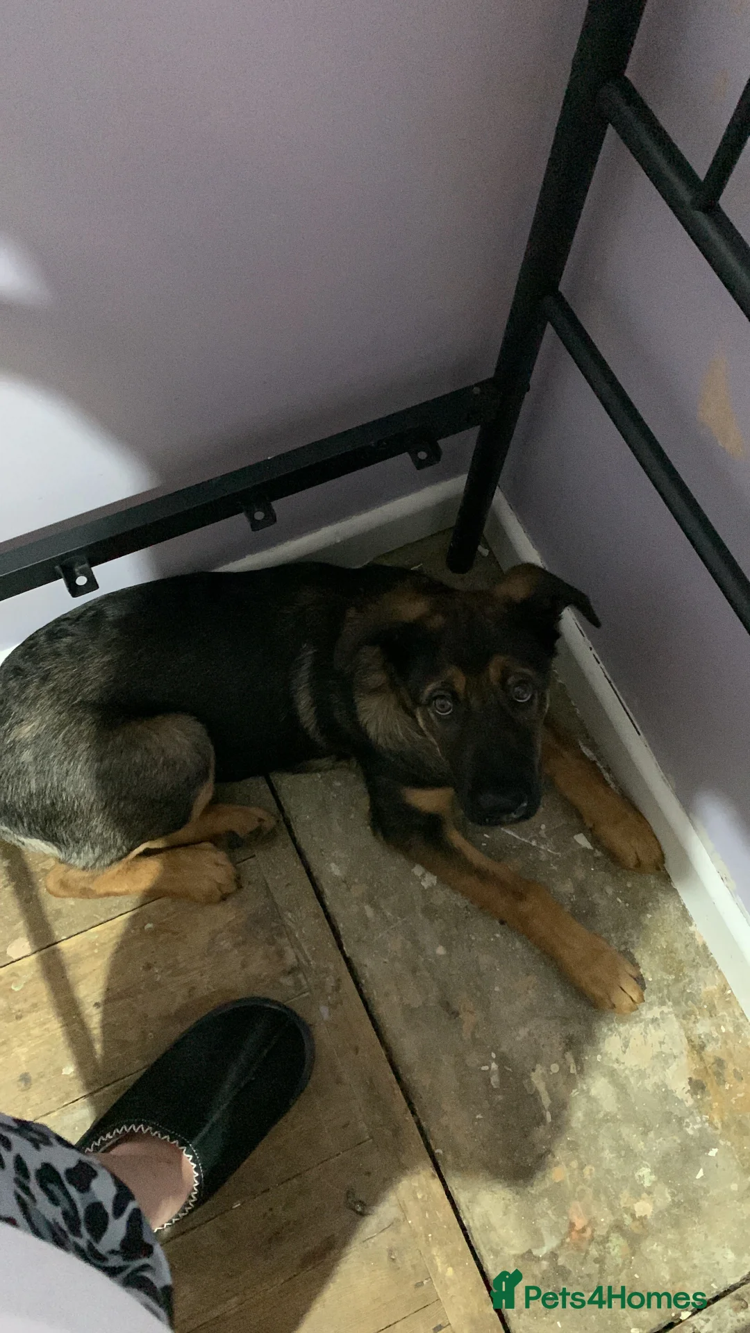 Mixed Breed dogs for sale: Sky female - Advert 10