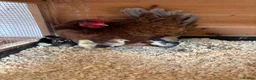 Ducks poultry for sale: Polish bantams/hen and chicks  - Advert 2