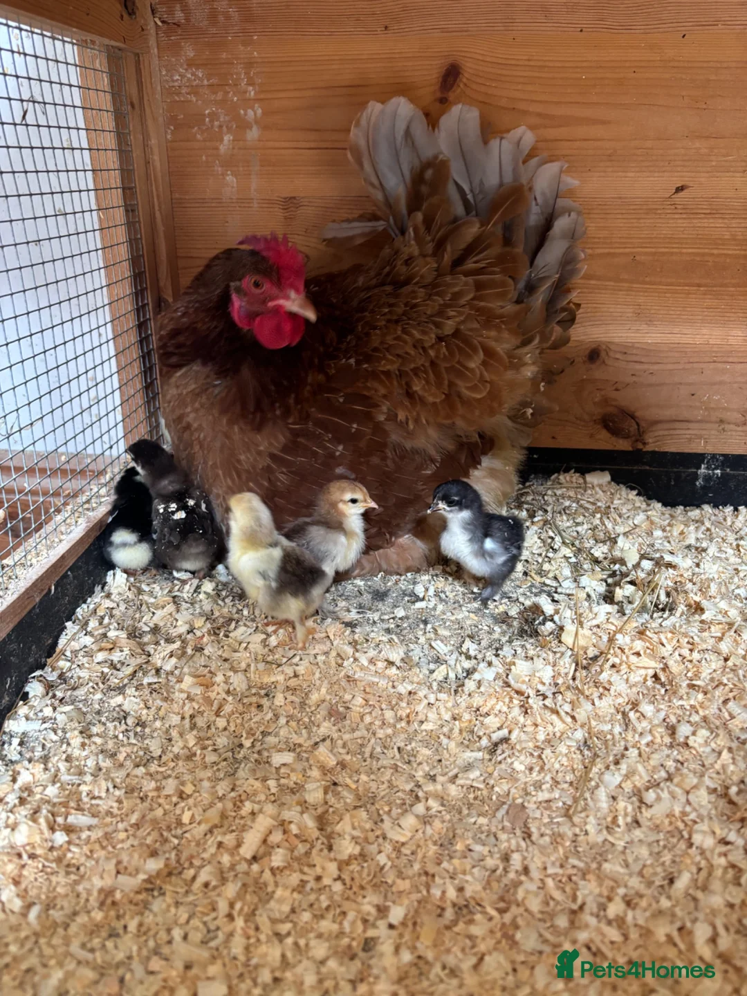Ducks poultry for sale: Polish bantams/hen and chicks  - Advert 2