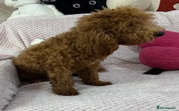 Toy Poodle dogs for sale: Red toy poodle girl - Image 9