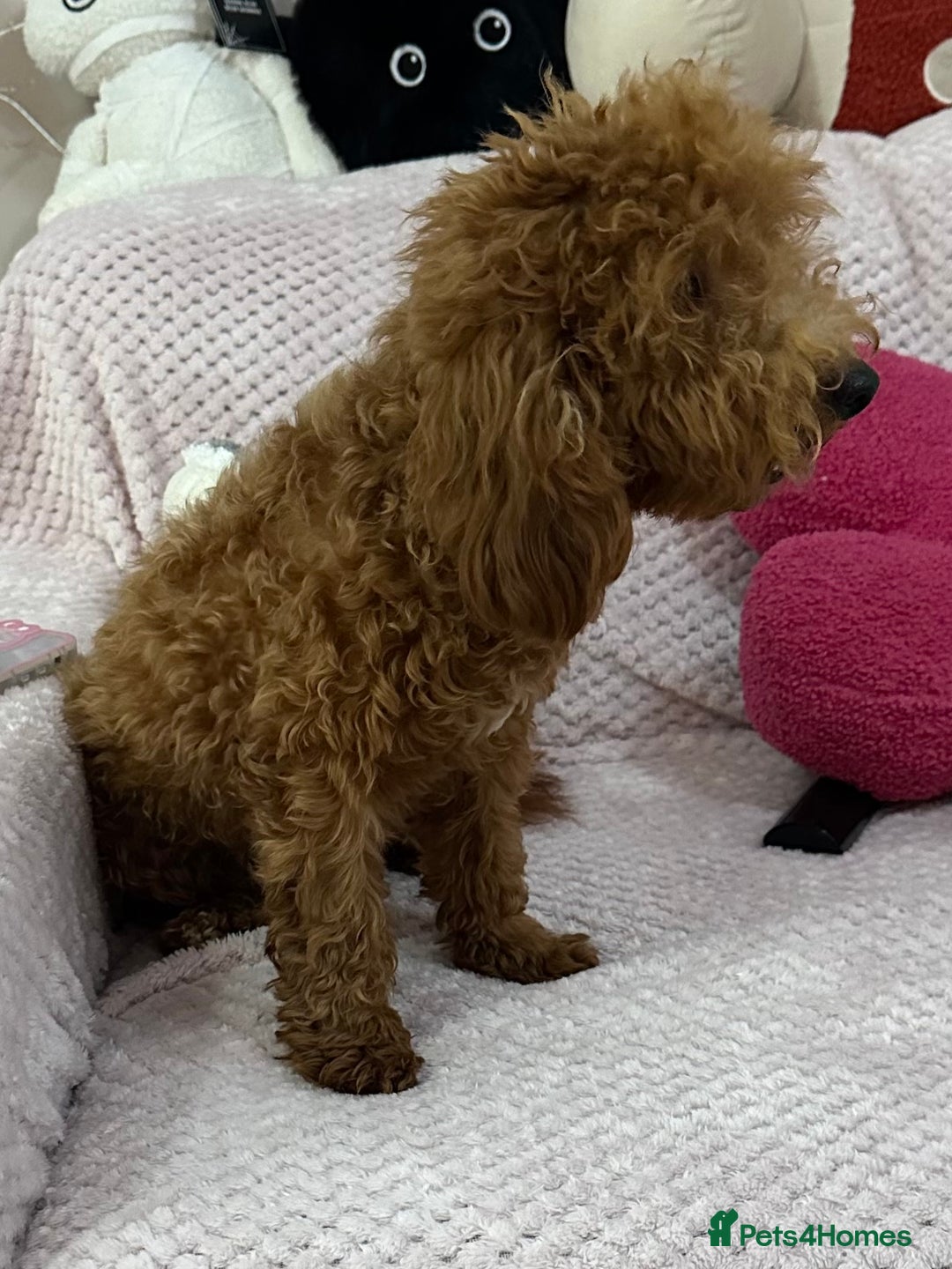Toy Poodle dogs for sale: Red toy poodle girl - Image 9