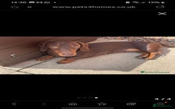 Miniature Dachshund dogs for sale:                  KC REG MINATURE CHOCOLATE AND TAN - Image 1