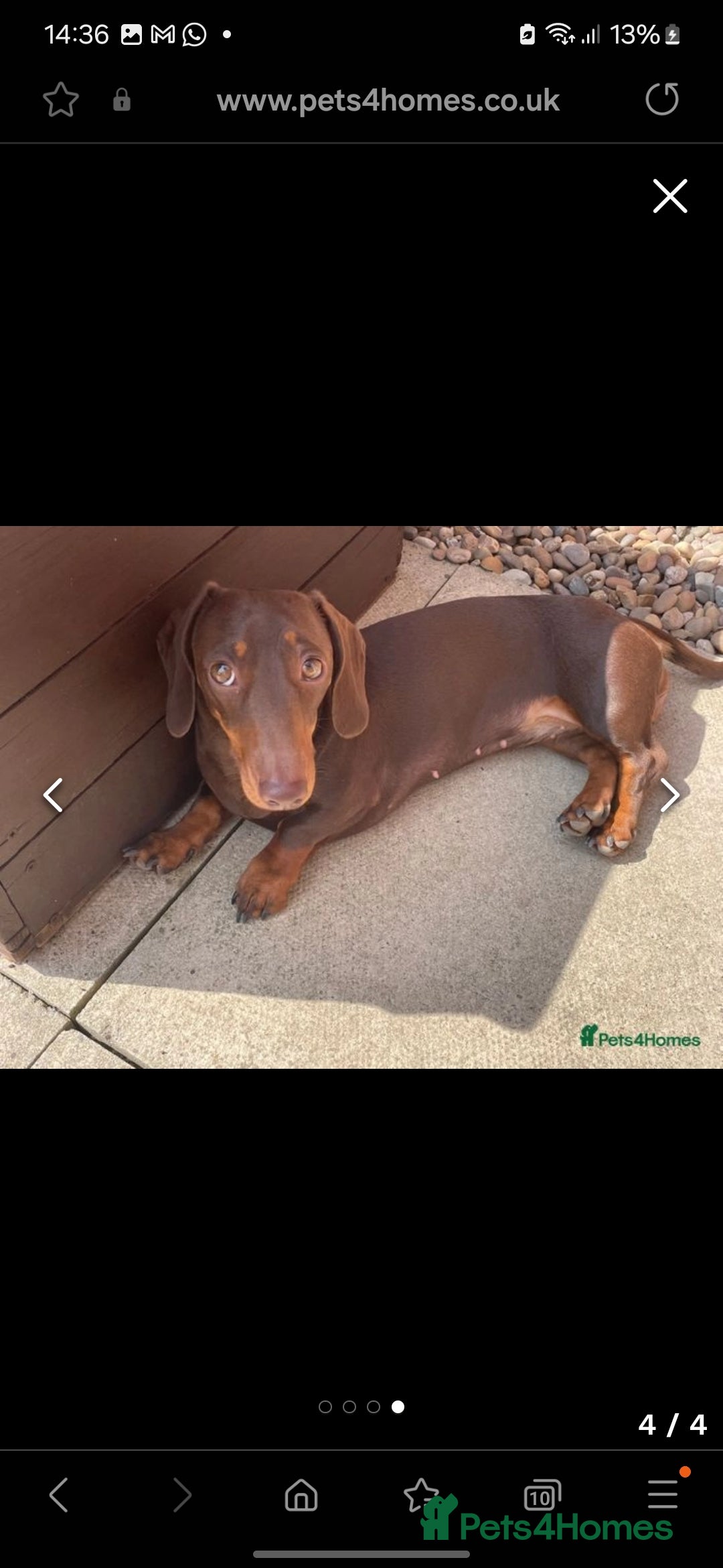Miniature Dachshund dogs for sale:                  KC REG MINATURE CHOCOLATE AND TAN - Image 1