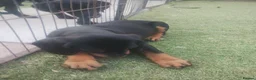Cockerdor dogs for sale: Stunning, Healthy Puppies, Ready Now. - Advert 4