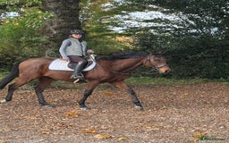 English Thoroughbred horses for sale: X2 safe stunning geldings alrounders - Image 14