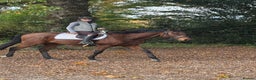 English Thoroughbred horses for sale: Super safe alrounder gelding  - Advert 15