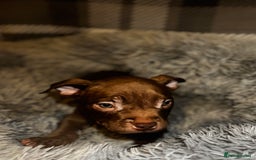 American Bully dogs for sale: perfect puppys - Image 20