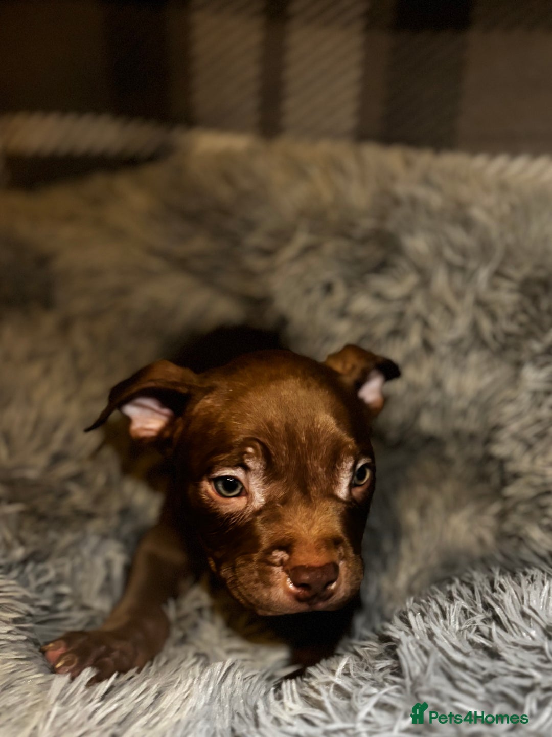 American Bully dogs for sale: perfect puppys - Image 20