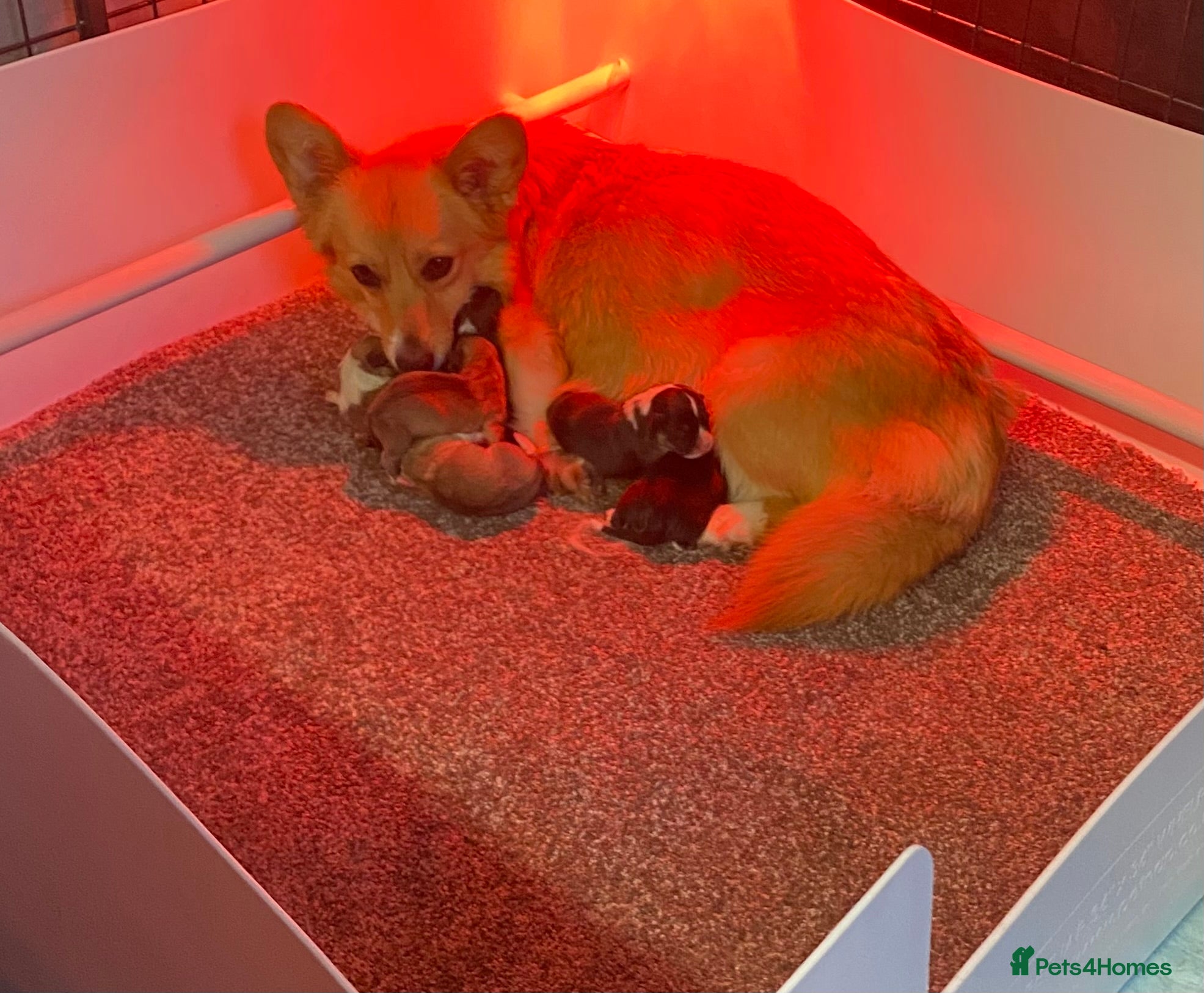 Welsh Corgi Pembroke dogs for sale: Quality Pedigree Tri colour puppies - Advert 8