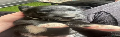 Mixed Breed Puppy 10