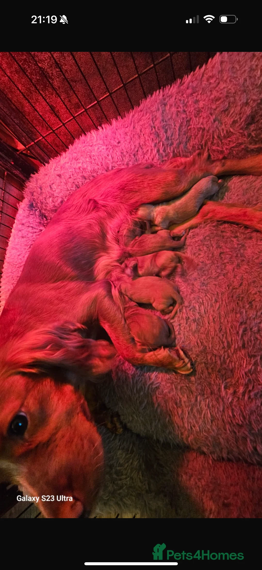 Cockapoo dogs for sale: F1 stunning cockerpoo puppies - Advert 2