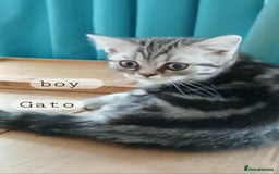 British Shorthair cats for sale: Bsh .Silver Classic Tabby .GCCF. - Image 4