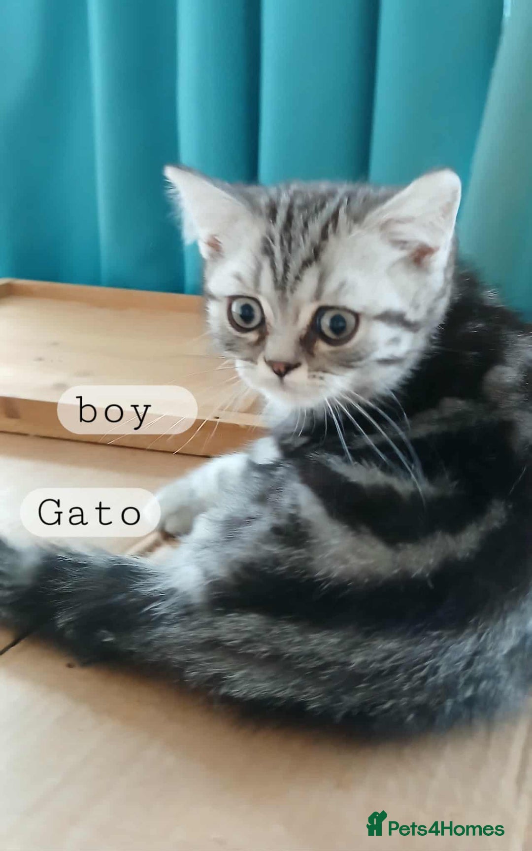 British Shorthair cats for sale: Bsh .Silver Classic Tabby .GCCF. - Image 4