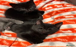 Domestic Shorthair cats for sale: 5⭐️homes wanted for beautiful, playful kittens - Advert 6