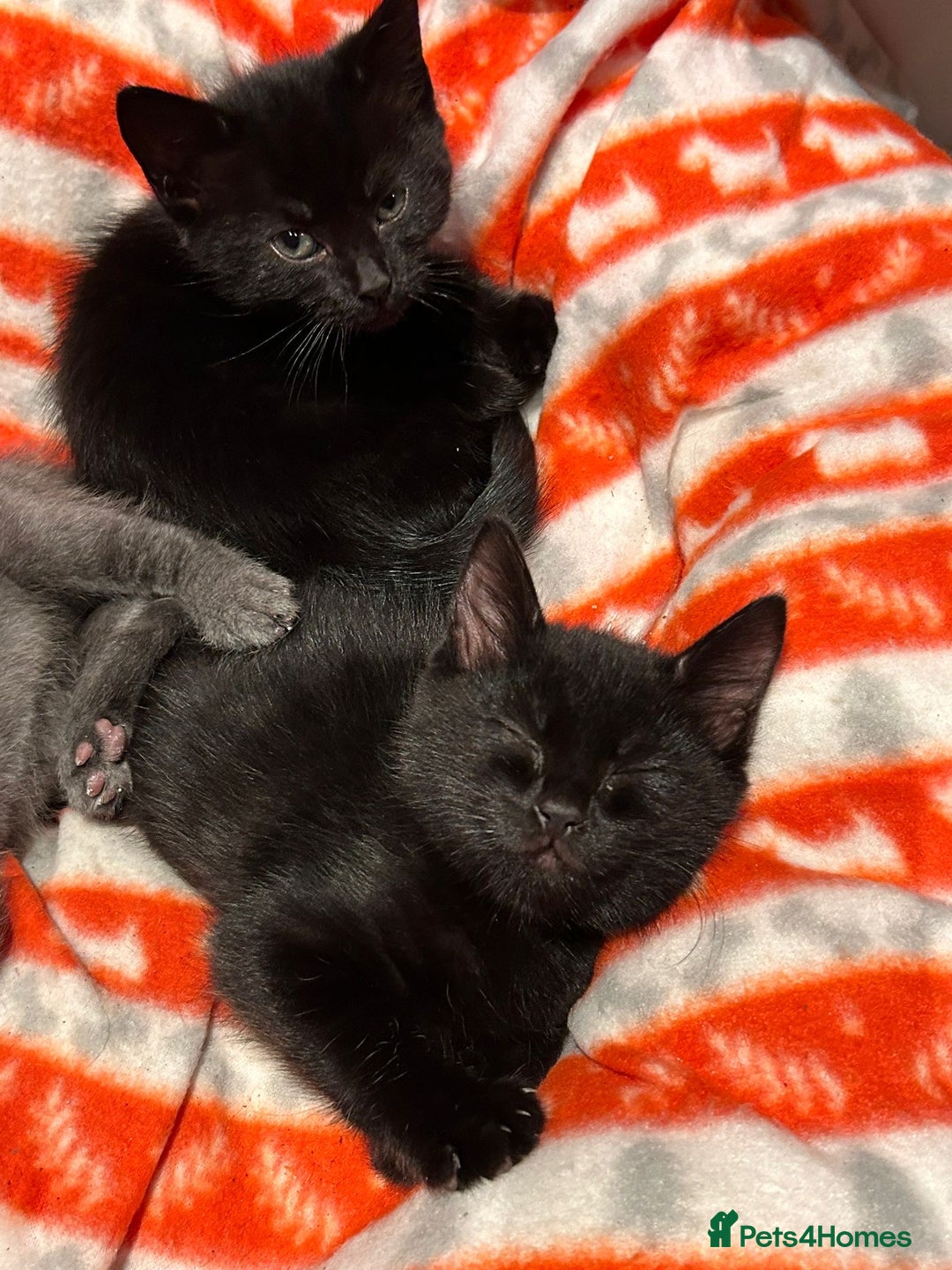 Domestic Shorthair cats for sale: 5⭐️homes wanted for beautiful, playful kittens - Advert 6