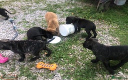 Cane Corso dogs for sale: Pure bred Cane Corso Pupps - Image 4