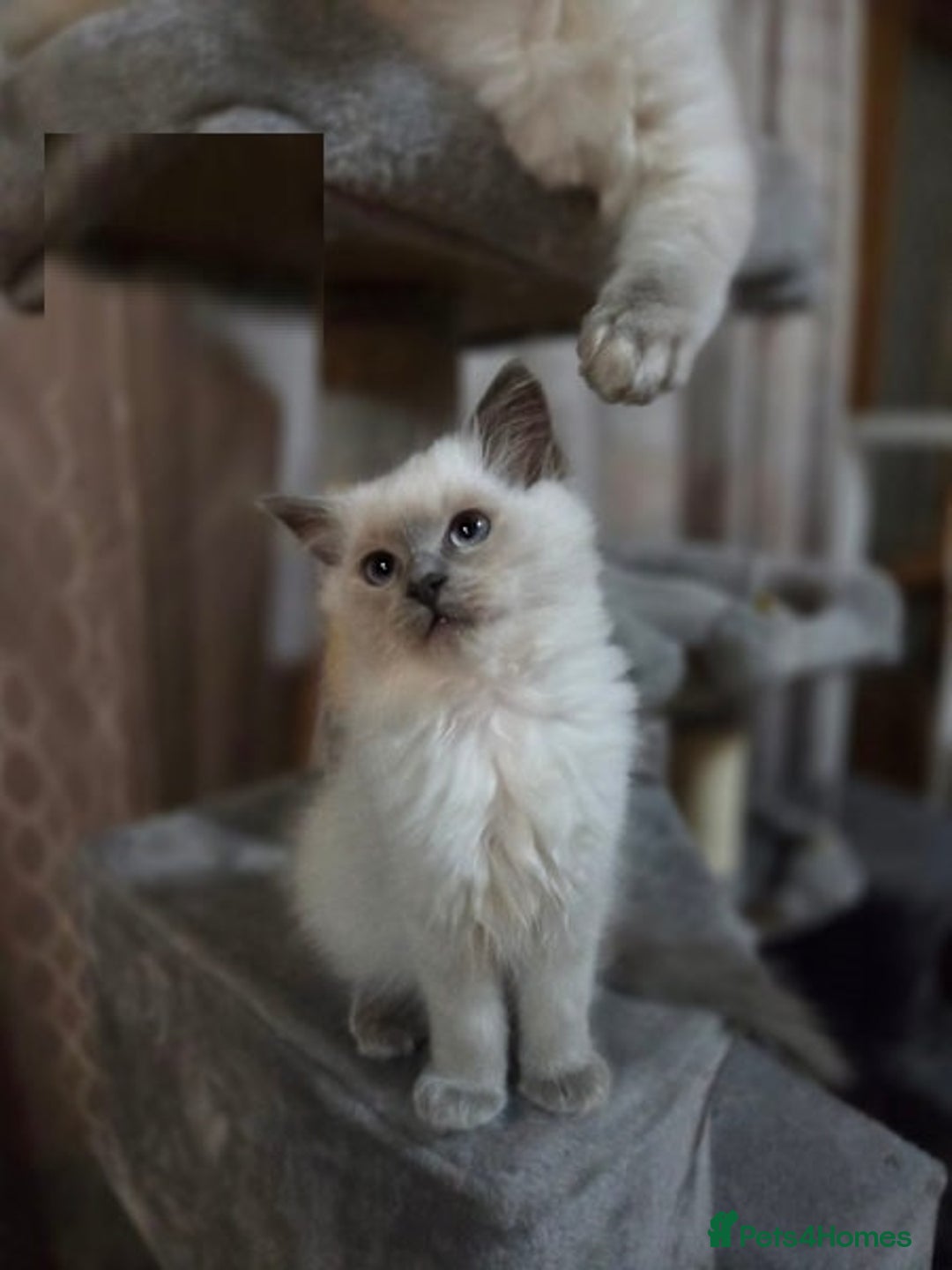 Ragdoll cats for sale: perfect cuddled Ragdoll kittens - Image 2