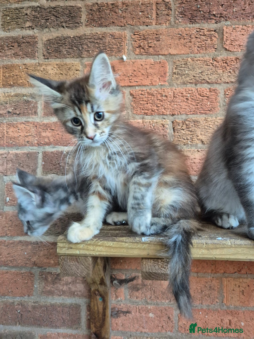 Maine Coon cats for sale: 2 Boys 3 girls Maine Coones kittens - Advert 15