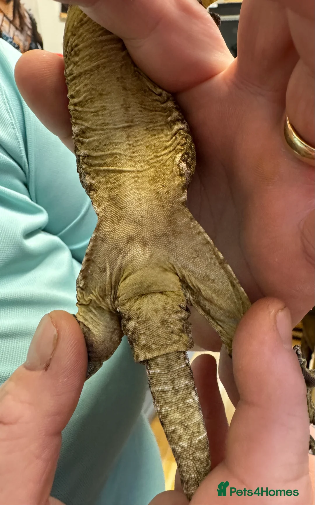 Gecko reptiles for sale: Leachianus Gecko - Advert 6