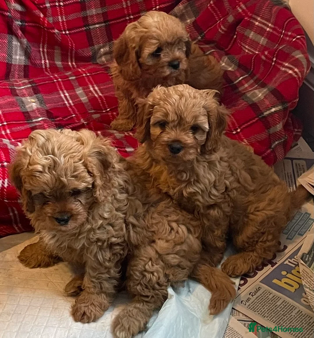 Cavapoo dogs for sale: 🐶🐩🐾ADORABLE MINIATURE CAVAPOO🐾🐩🐶 - Advert 2