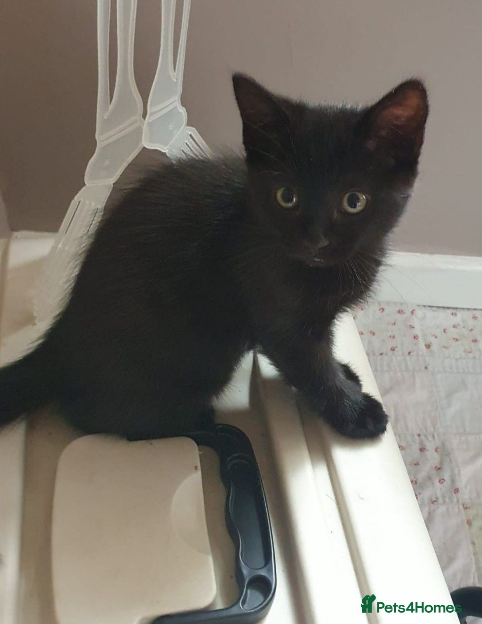 Mixed Breed cats Adorable and playful kittens - Advert 17