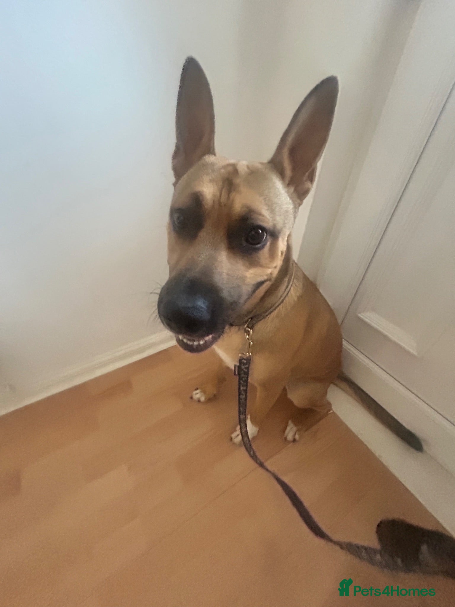 Mixed Breed dogs 1 year old dog for sale - Advert 1
