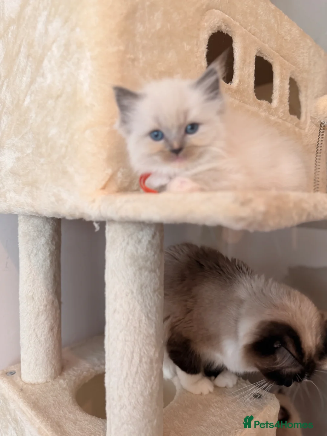 Ragdoll cats for sale: Last 3 Beautiful ragdoll kittens READY NOW!! - Advert 2