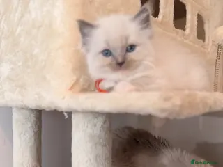 Ragdoll cats Beautiful purebreed ragdoll kittens - Advert 10